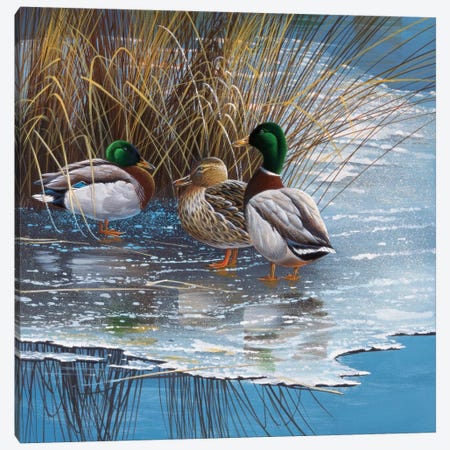 Three Ducks On Ice Canvas Print #WEE39} by Jan Weenink Art Print