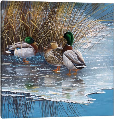 Three Ducks On Ice Canvas Art Print - Jan Weenink