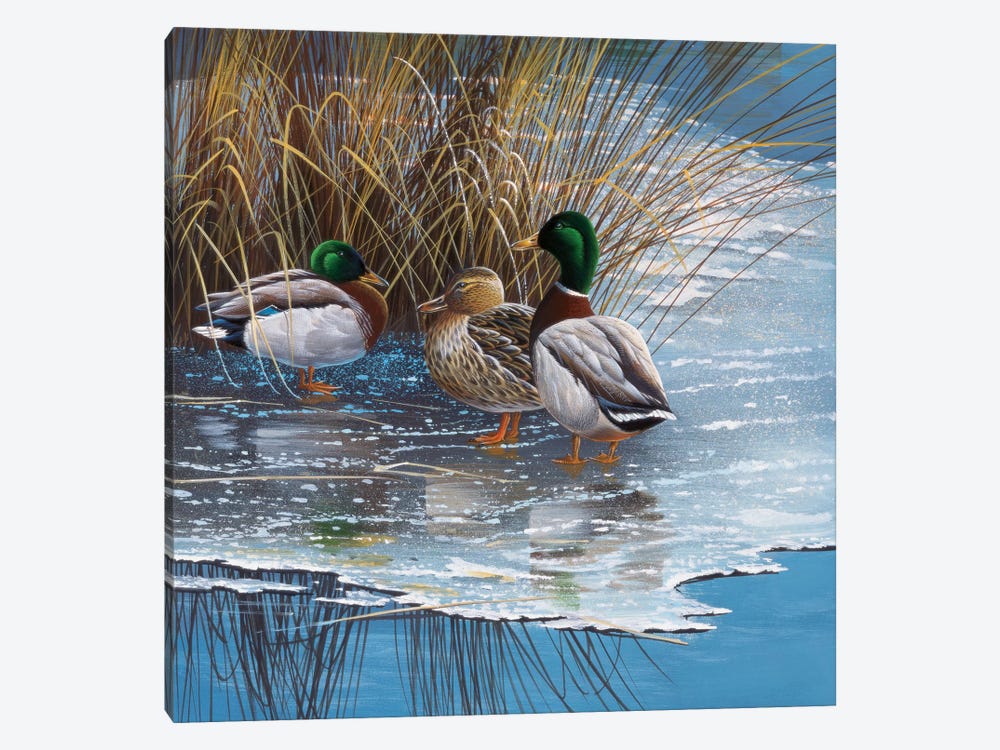Three Ducks On Ice by Jan Weenink 1-piece Canvas Artwork