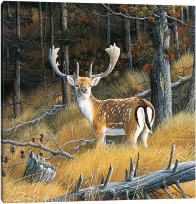 Beautiful Deer Canvas Art Print