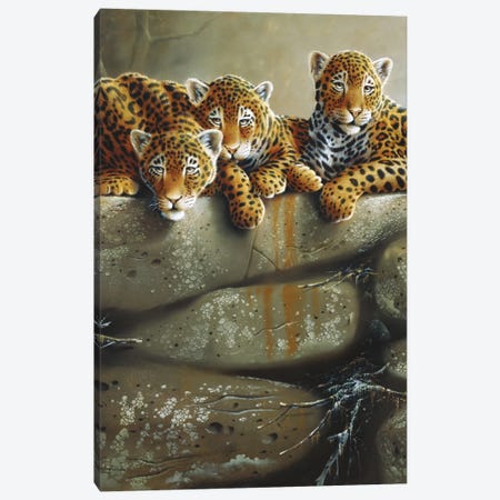 Three Little Tigers Canvas Print #WEE40} by Jan Weenink Canvas Art
