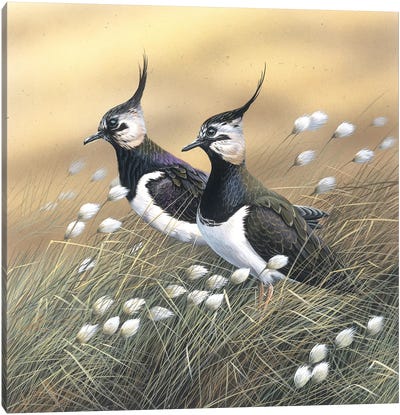 Two Lapwings Canvas Art Print - Jan Weenink