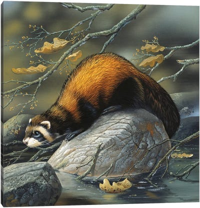 Beaver On A Rock Canvas Art Print
