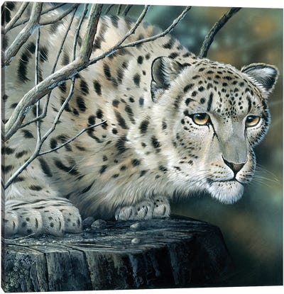 White Leopard Canvas Art Print - Wild Cat Art