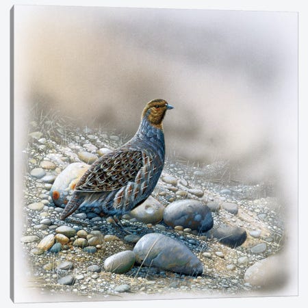 Bird Between Stones Canvas Print #WEE5} by Jan Weenink Canvas Wall Art