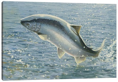 Salmon Canvas Art Print