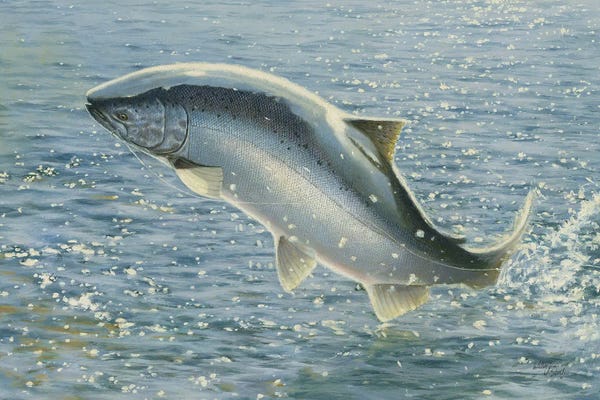 Salmon: Salmon by Wellington Studio