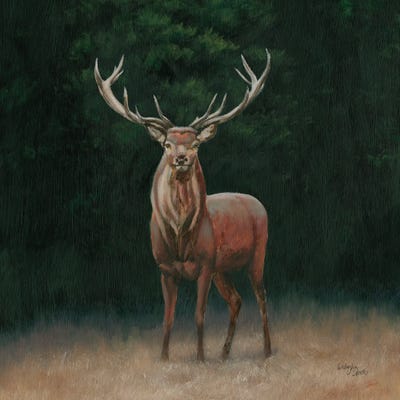 Stag by Wellington Studio art print