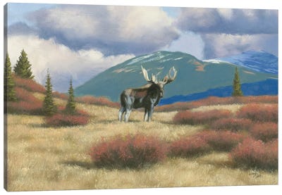Northern Moose Canvas Art Print - Moose Art