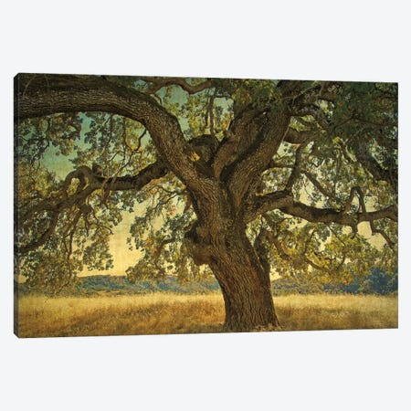 Blue Oak Silhouette Canvas Print #WGU1} by William Guion Canvas Art