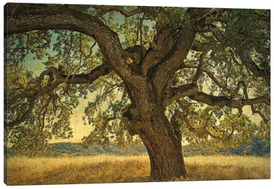 Blue Oak Silhouette Canvas Art Print - Oak Tree Art