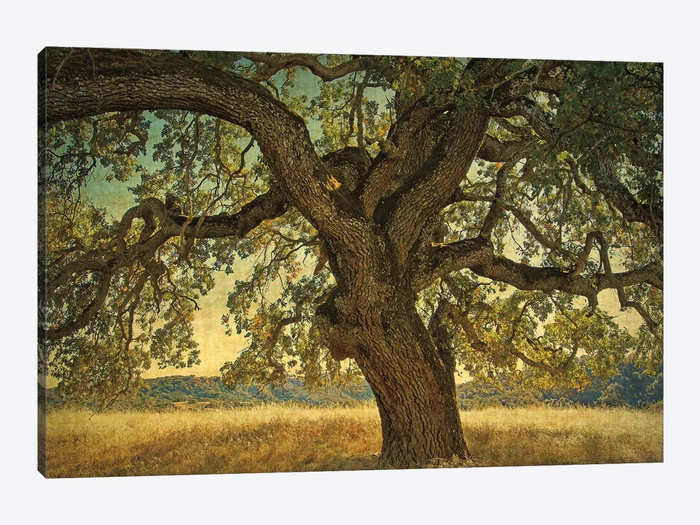 Blue Oak Silhouette by William Guion 1-piece Canvas Wall Art