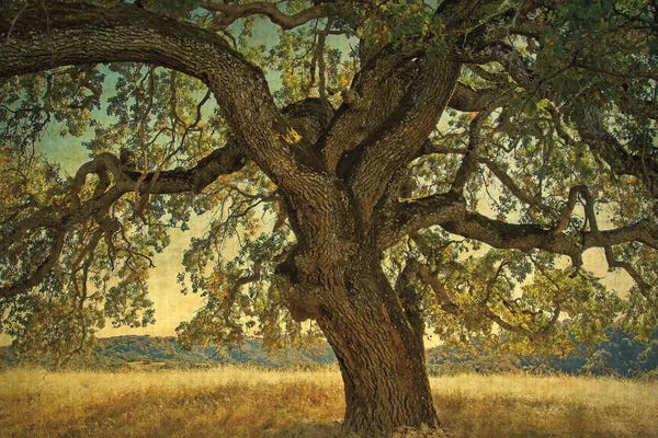 Oak Trees: Blue Oak Silhouette by William Guion