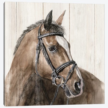 Horse Portrait Canvas Print #WHL15} by White Ladder Canvas Art