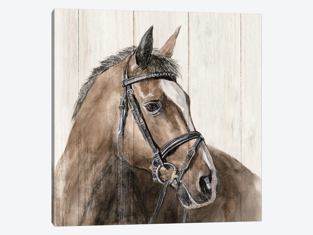 Horse Portrait by White Ladder 1-piece Canvas Print