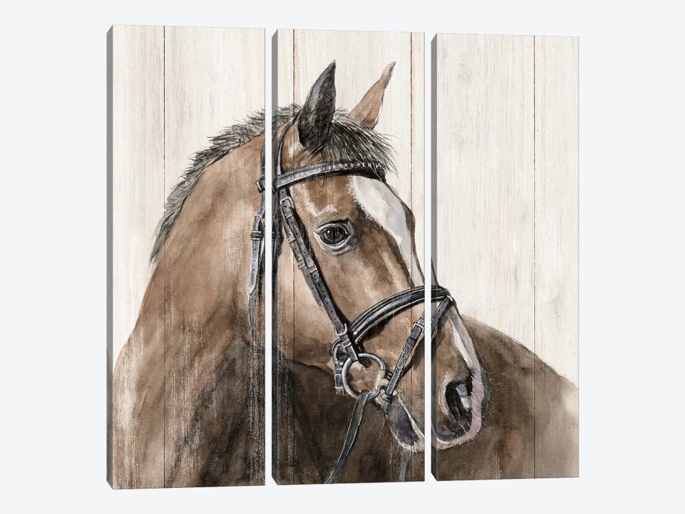 Horse Portrait by White Ladder 3-piece Canvas Art Print