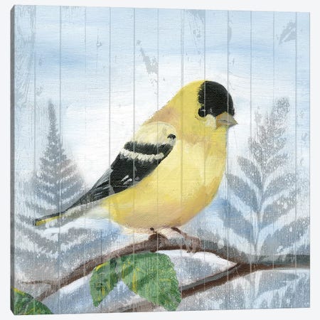 Eastern Songbird III Canvas Print #WIG129} by Alicia Ludwig Canvas Print