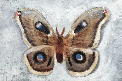 Papillon De Nuit Ii Art Print By Alicia Ludwig Icanvas