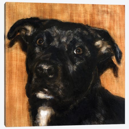 Puppy Dog Eyes I Canvas Print #WJO7} by Walt Johnson Canvas Art Print