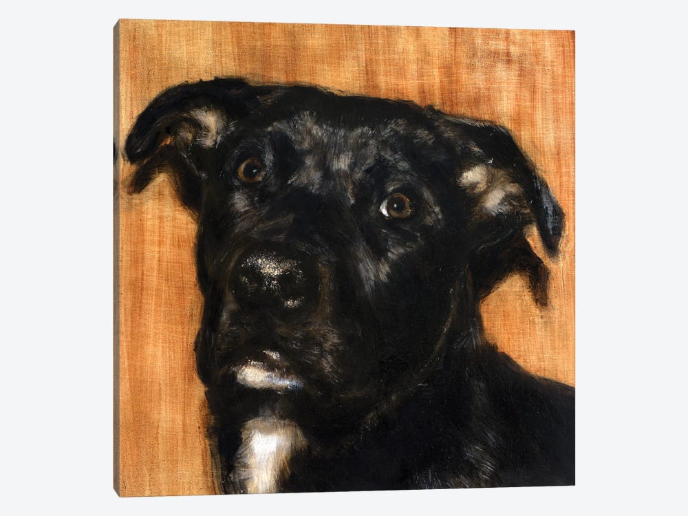 Puppy Dog Eyes I by Walt Johnson 1-piece Art Print