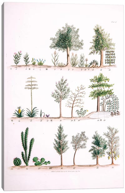 Plate I Canvas Art Print - New York Botanical Garden