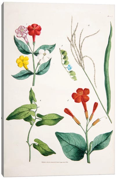 Plate VI Canvas Art Print - New York Botanical Garden