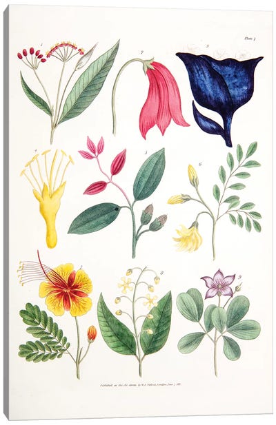 Plate VII Canvas Art Print - New York Botanical Garden