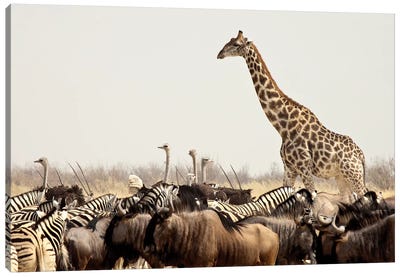 Wildlife, Etosha National Park, Namibia Canvas Art Print - Danita Delimont Photography