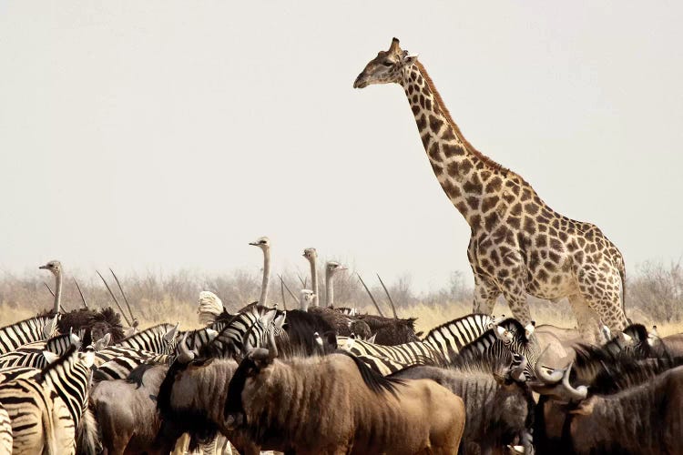 Wildlife, Etosha National Park, Namibia by Wendy Kaveney wall art