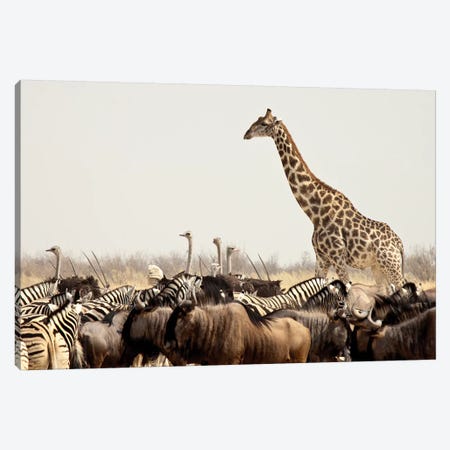 Wildlife, Etosha National Park, Namibia Canvas Print #WKA1} by Wendy Kaveney Art Print