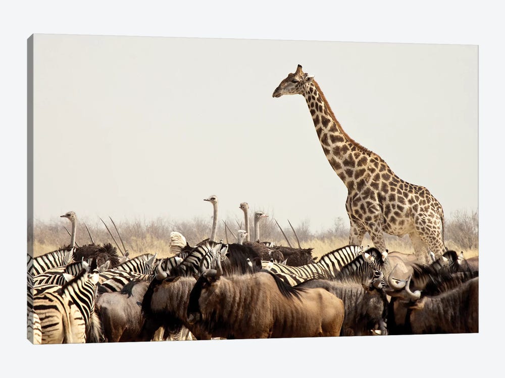 Wildlife, Etosha National Park, Namibia by Wendy Kaveney 1-piece Canvas Artwork