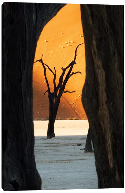 Dead Acacia Trees, Deadvlei, Namib Desert, Namib-Naukluft Park, Namibia Canvas Art Print - Namibia