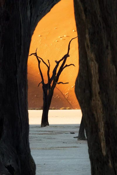 Namibia: Dead Acacia Trees, Deadvlei, Namib Desert, Namib-Naukluft Park, Namibia by Wendy Kaveney