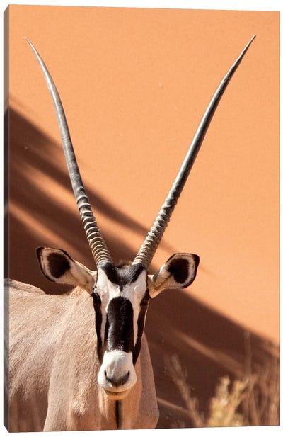 Oryx, Sossusvlei, Namib Desert, Namib-Naukluft Park, Namibia Canvas Art Print - Namibia