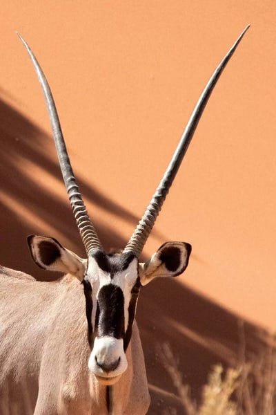Namibia: Oryx, Sossusvlei, Namib Desert, Namib-Naukluft Park, Namibia by Wendy Kaveney