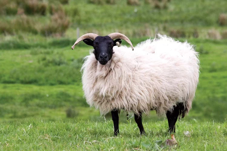 Scottish Blackface, Westport, County Mayo, Connacht Province, Republic Of Ireland