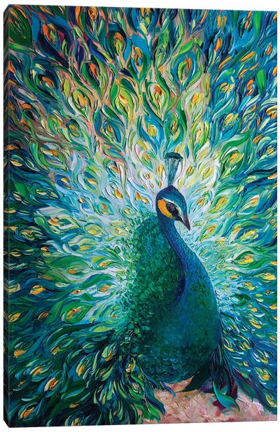 Peacock XXXII Canvas Art Print - Bird Art