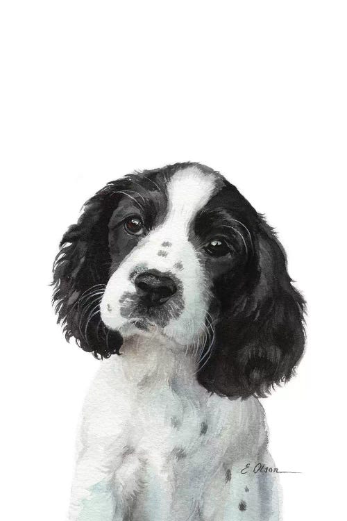 English Springer Spaniel Puppy