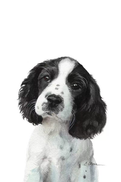 English Springer Spaniels: English Springer Spaniel Puppy by Watercolor Luv