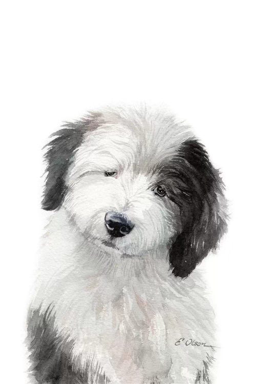 Old English Sheepdog Puppy