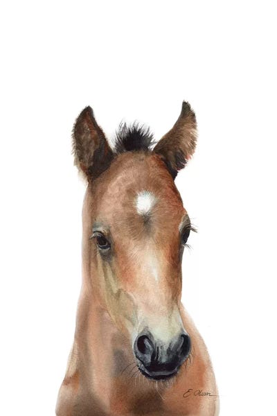 Baby Animals: Bay Arabian Foal by Watercolor Luv
