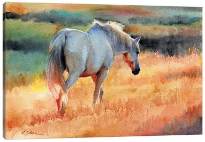 White Horse In Golden Fields Canvas Art Print - Field, Grassland & Meadow Art
