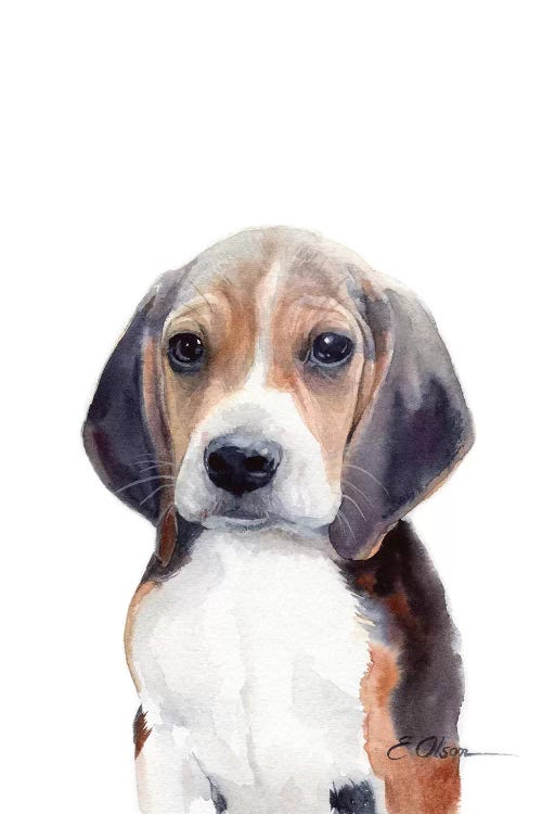 Beagle Puppy