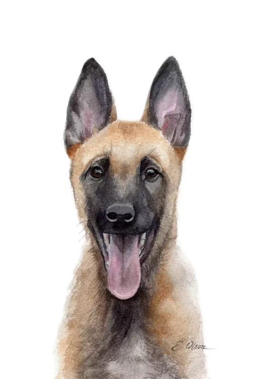 Belgian Malinois Puppy