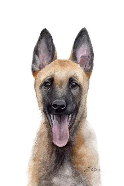 Puppies: Belgian Malinois Puppy by Watercolor Luv