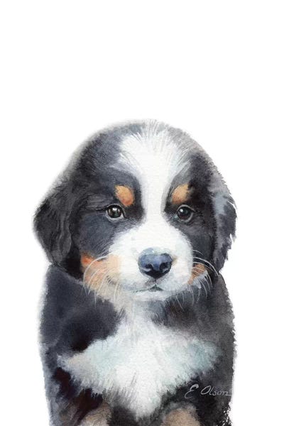 Bernese Mountain Dogs: Bernese Mountain Dog Puppy by Watercolor Luv