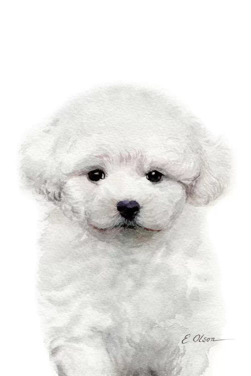 Bichon Frise Puppy