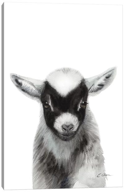 Black Baby Goat Canvas Art Print - Baby Animal Art
