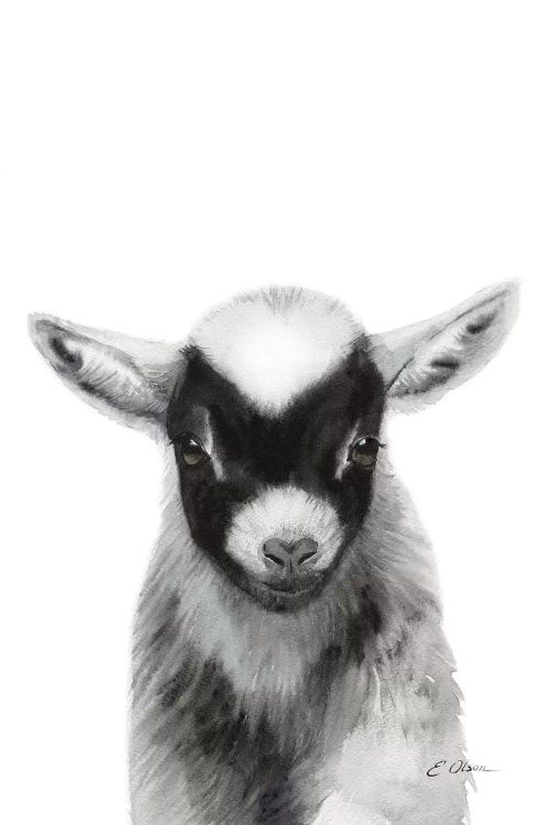 Black Baby Goat