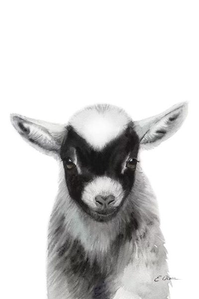 Baby Animals: Black Baby Goat by Watercolor Luv